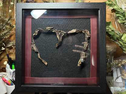framed coyote uterus