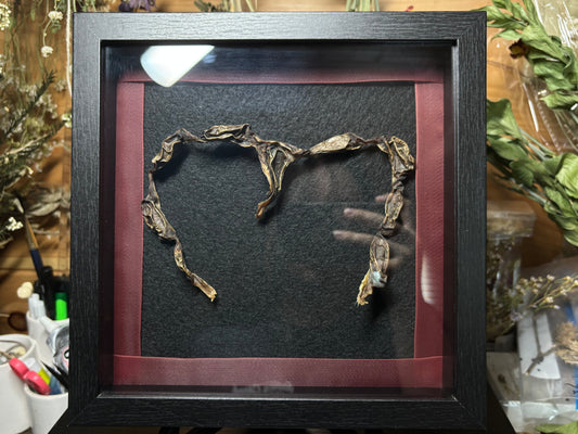 framed coyote uterus