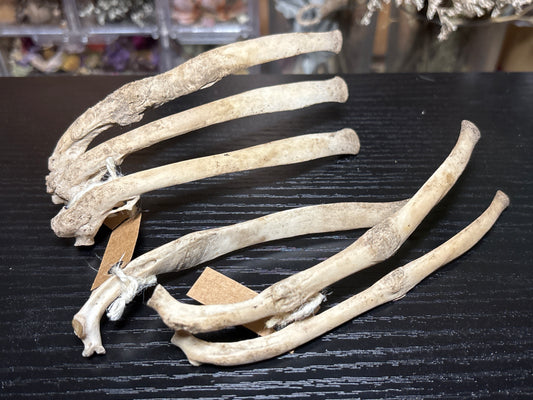pathological nature cleaned baby goat ribs
