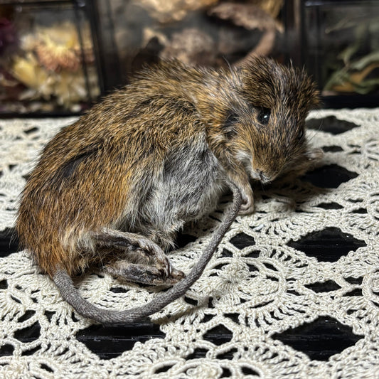 “mother” mummified marsh rat