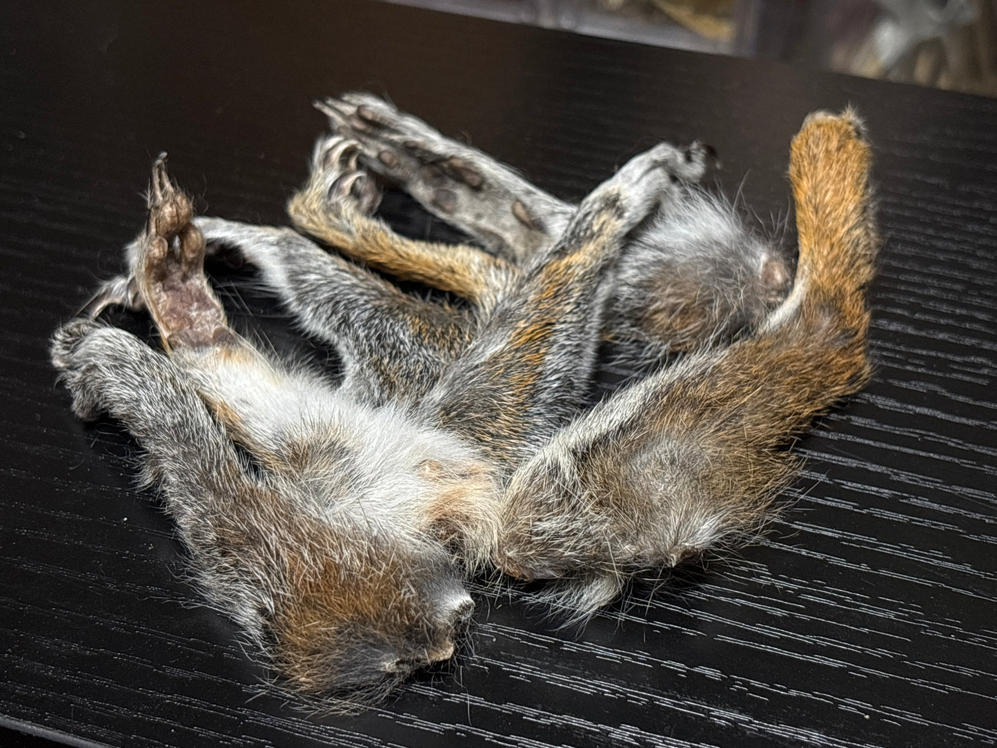 gray squirrel feet