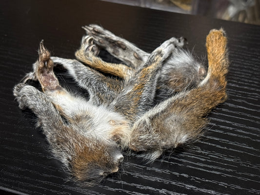 gray squirrel feet