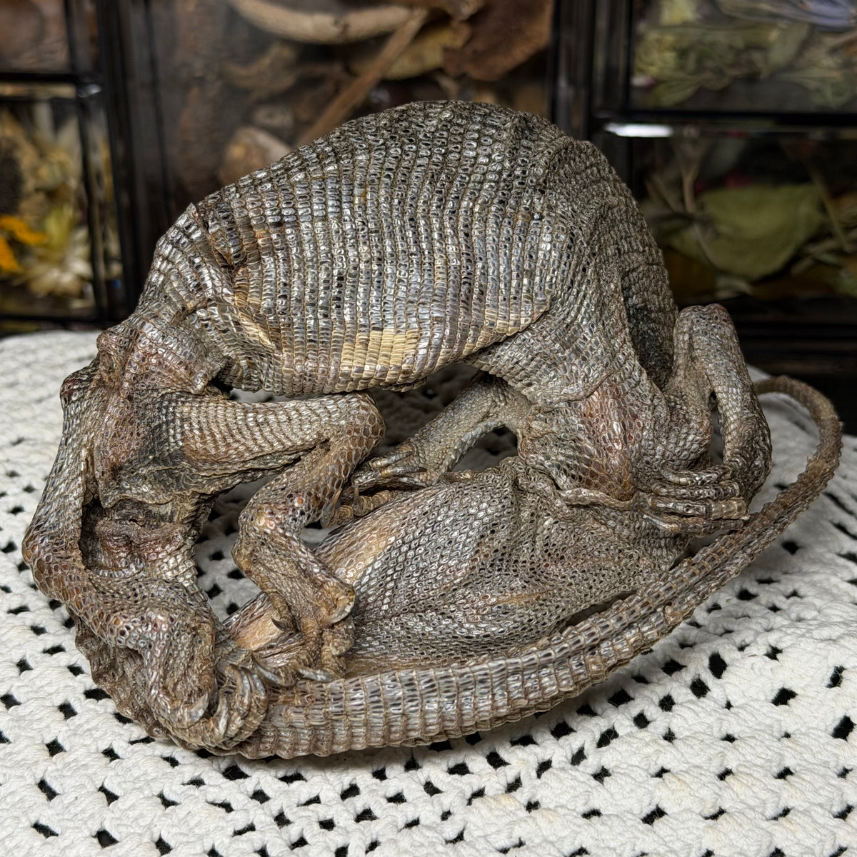 mummified adolescent savannah monitor lizard