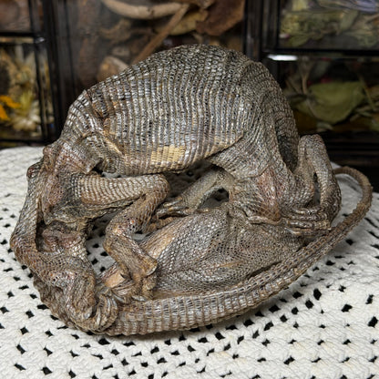 mummified adolescent savannah monitor lizard