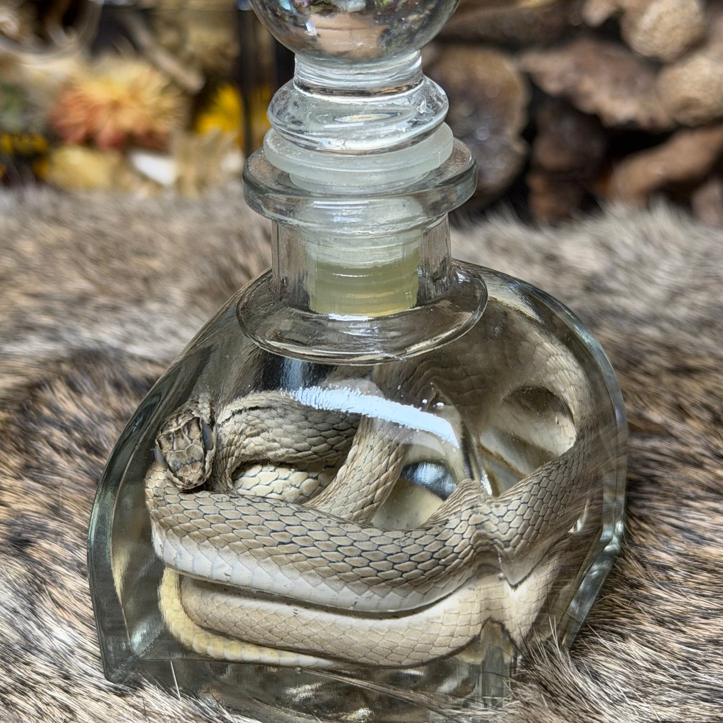 yellow-faced whip snake wet specimen