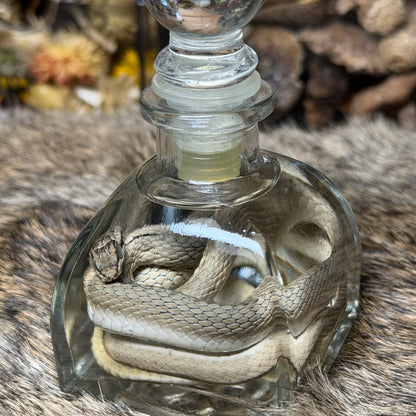 yellow-faced whip snake wet specimen