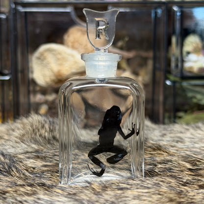 poison dart frog wet specimens