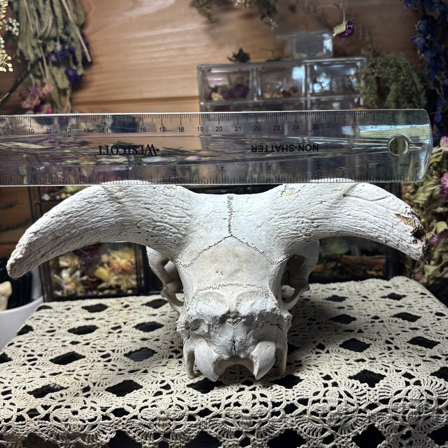 farmed ram skull top