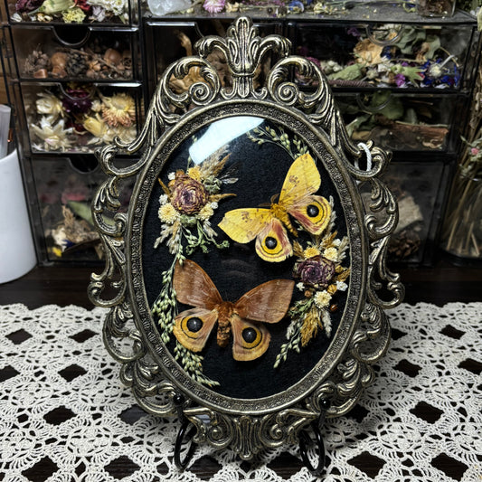 pair of io moths vintage frame