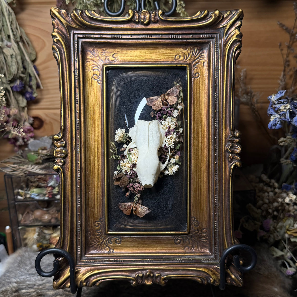 skunk skull vintage frame