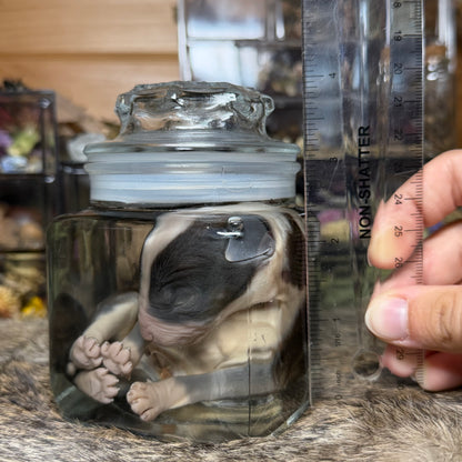 full-term bully puppy wet specimen