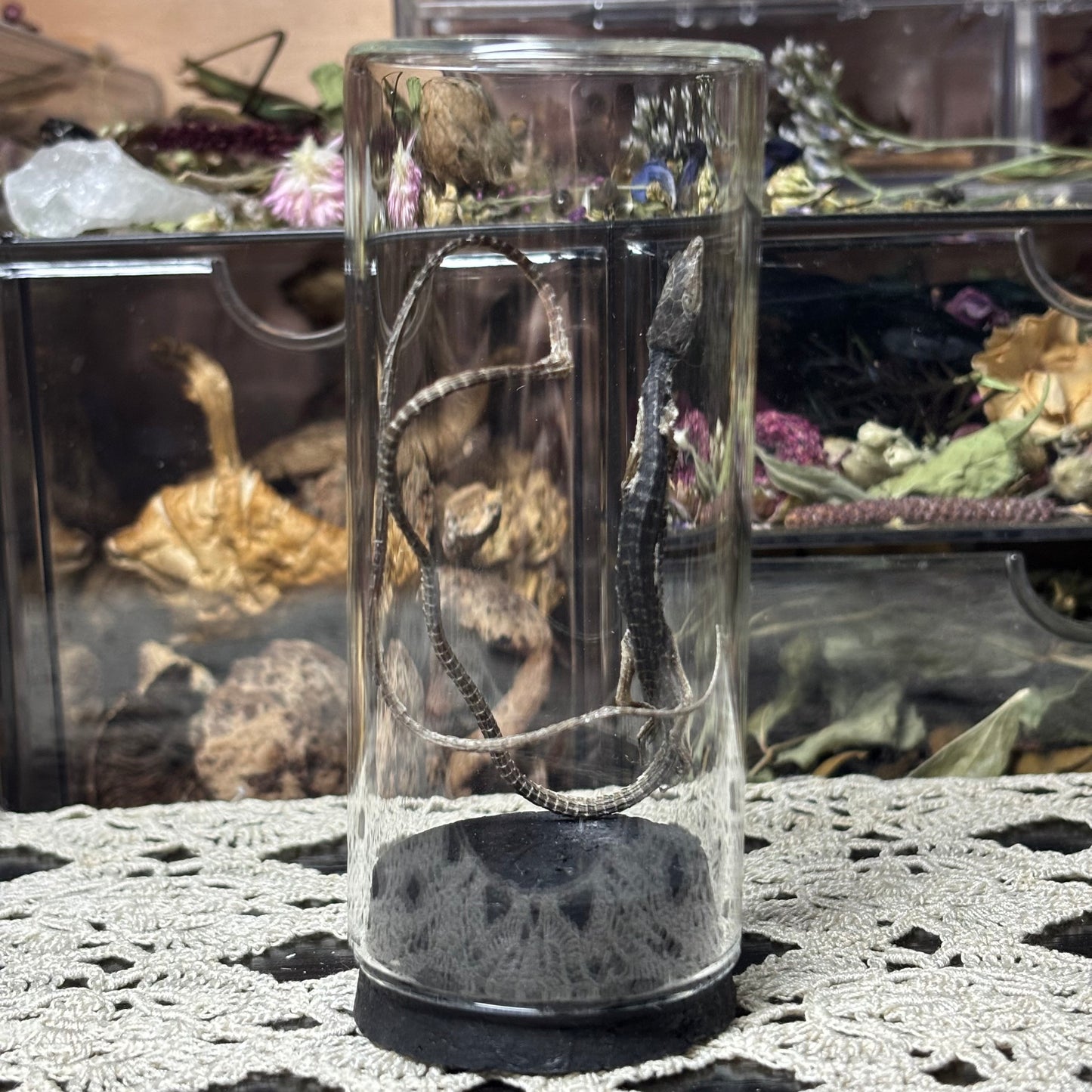 jarred mummified specimens