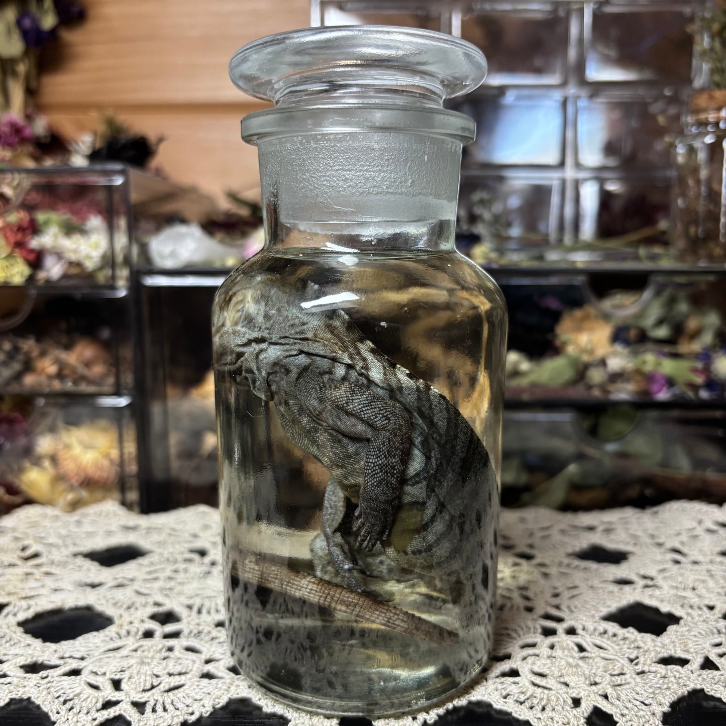 baby rhino iguana wet specimen