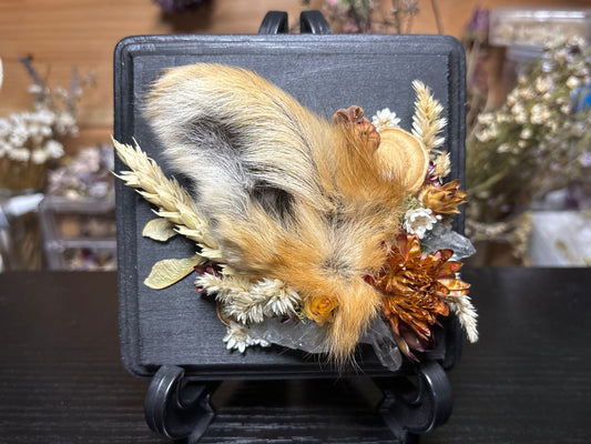 mummified red fox ear floral wooden plaque