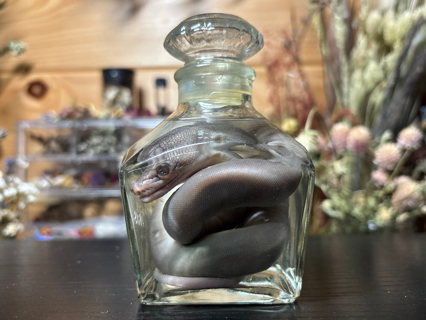 stillborn patternless reticulated python wet specimen