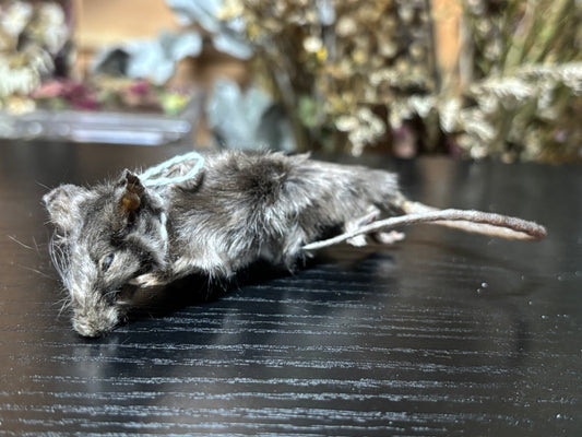 mummified silver adult fancy mouse