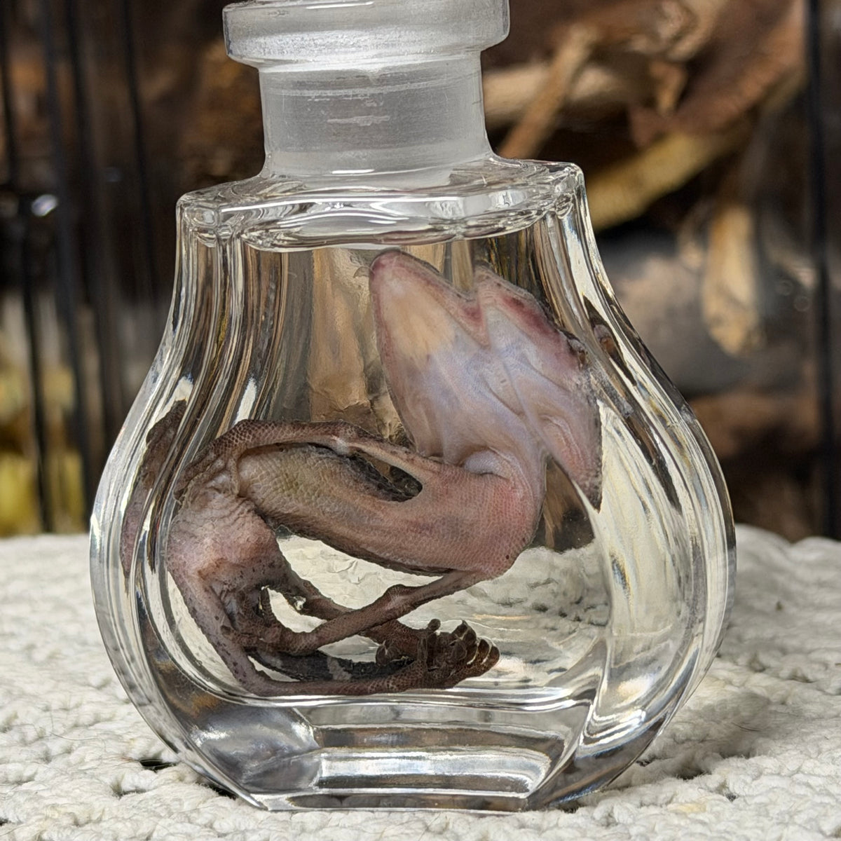 cave gecko wet specimen