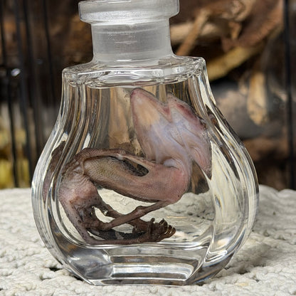 cave gecko wet specimen