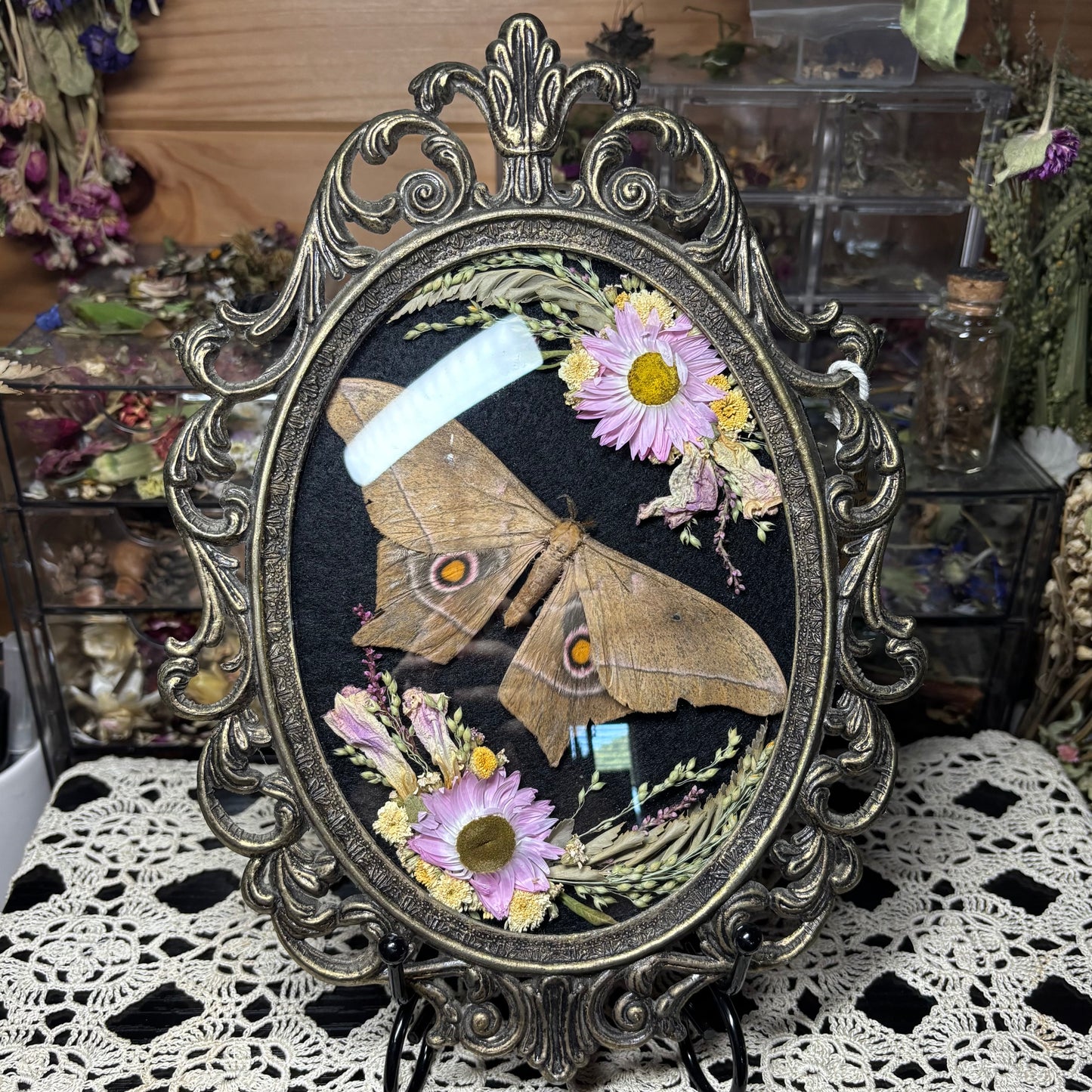 pink toned eyed silk moth vintage frame