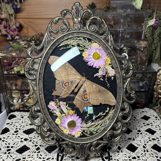 pink toned eyed silk moth vintage frame