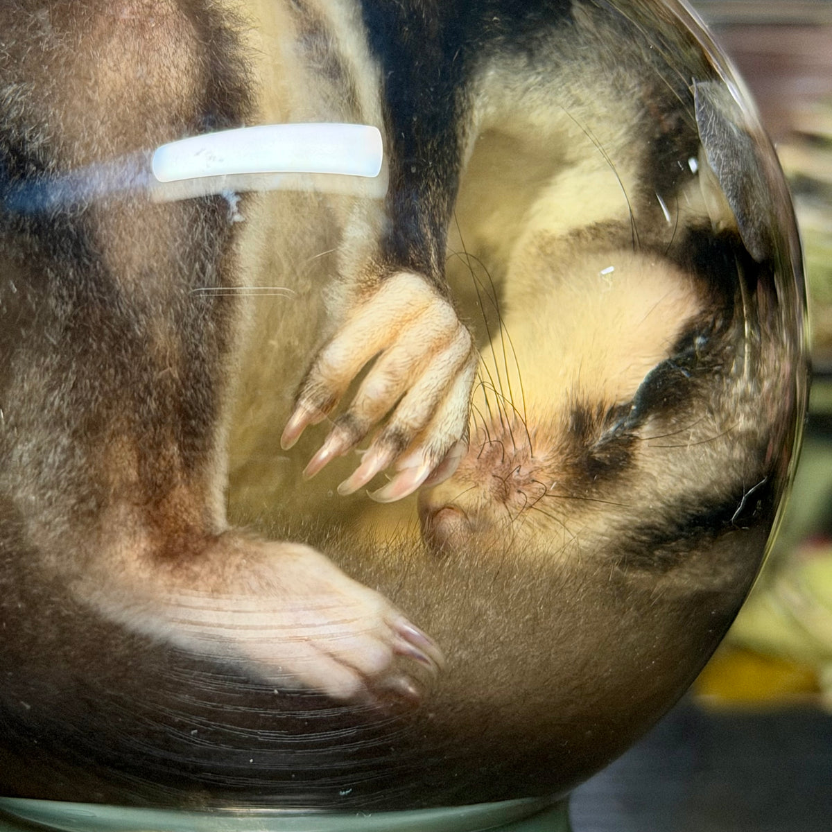 sugar glider globe wet specimen