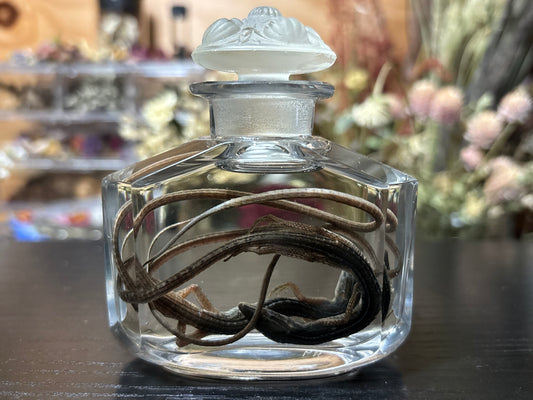 pair of long-tailed grass lizards wet specimen