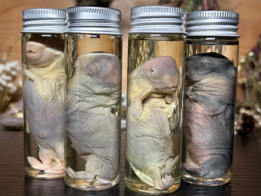 deformed newborn rabbit (3.5”) wet specimens