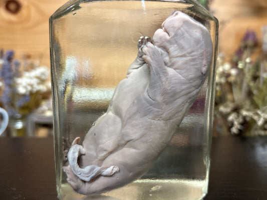 fetal beaver wet specimen