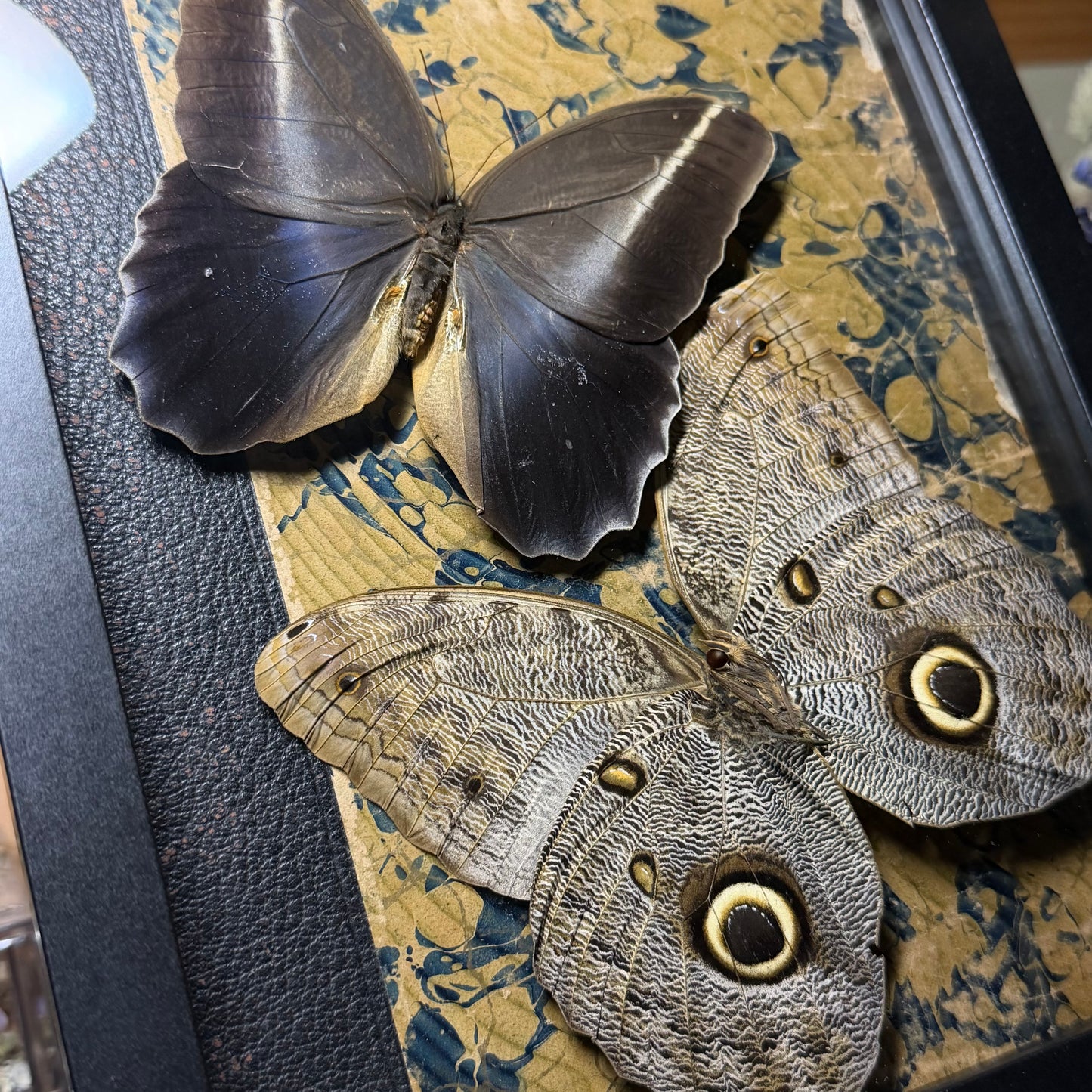 owl butterfly pair frame