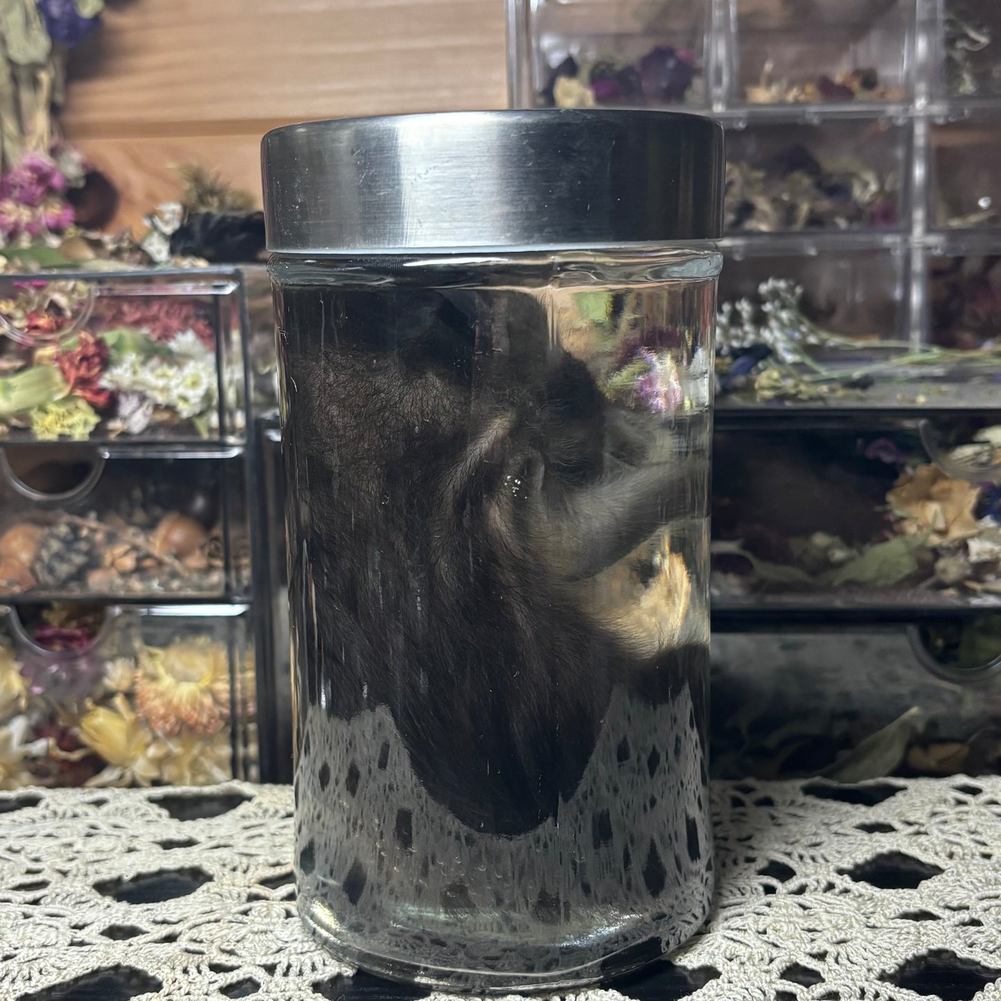 fuzzy baby raccoon wet specimen