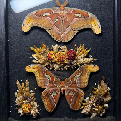 pair of atlas moths frame