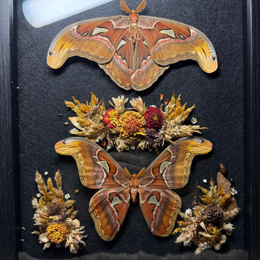 pair of atlas moths frame