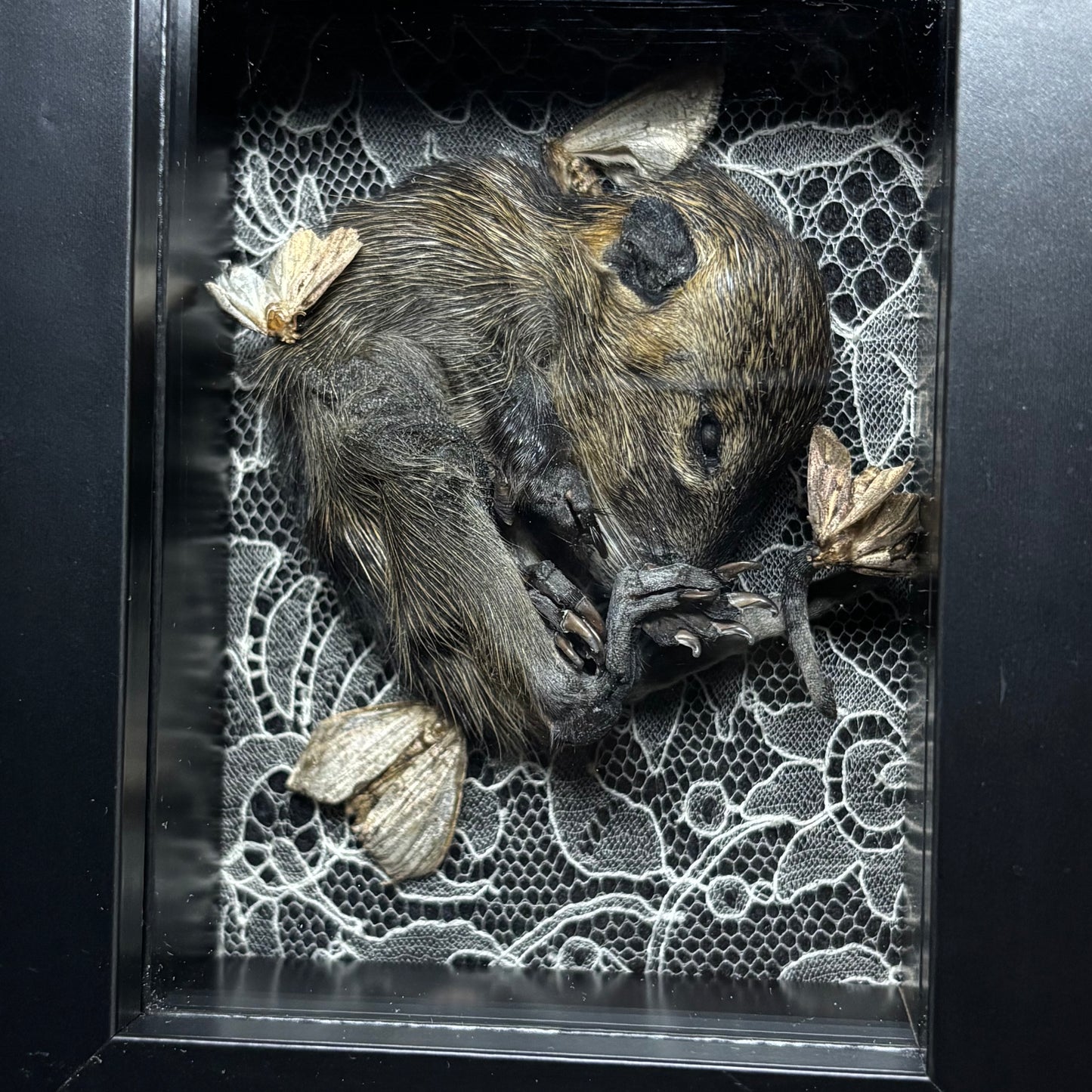 baby nutria & moths frame