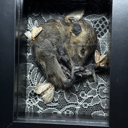 baby nutria & moths frame