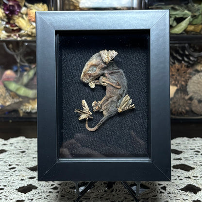 opossum joey & moths frame