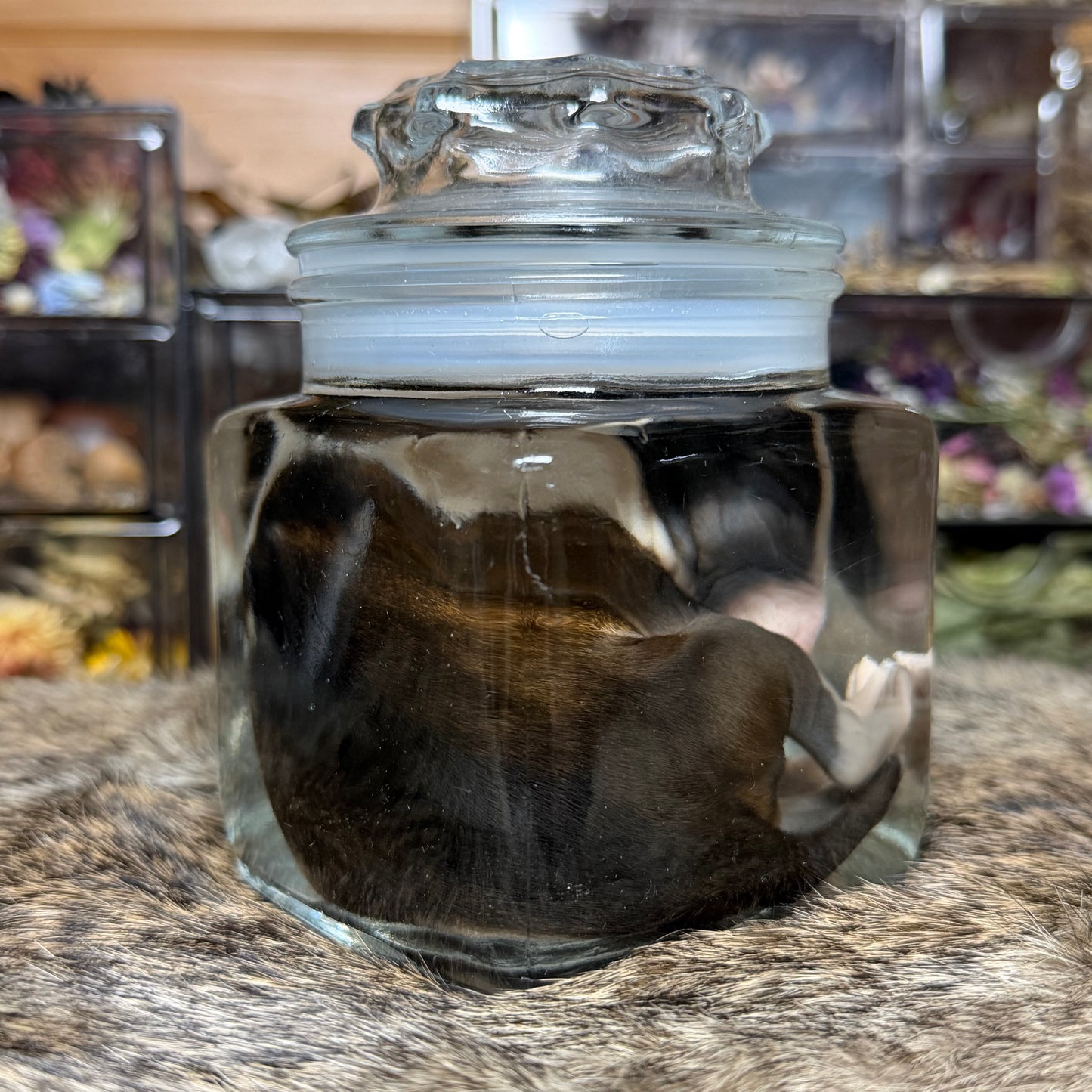 full-term bully puppy wet specimen
