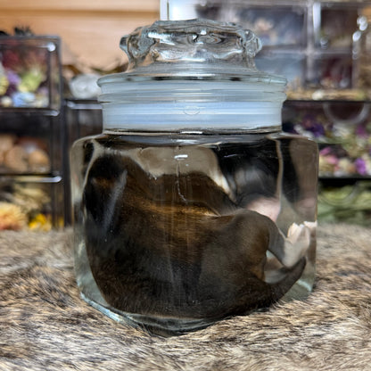 full-term bully puppy wet specimen