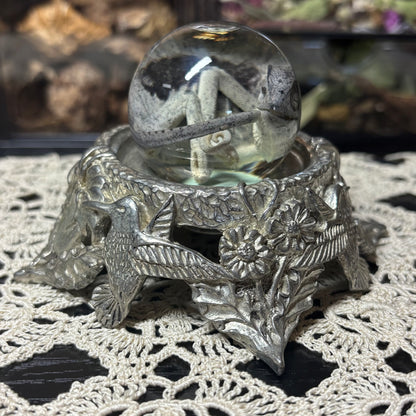 baby chameleon globe wet specimen
