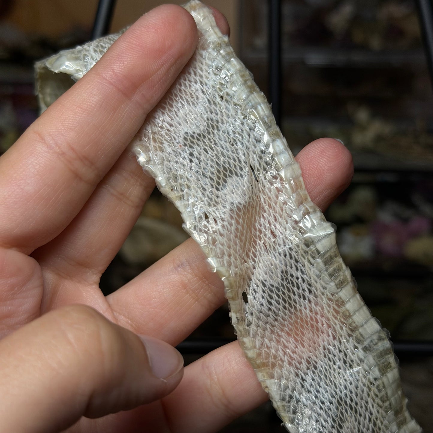 snow corn snake hide