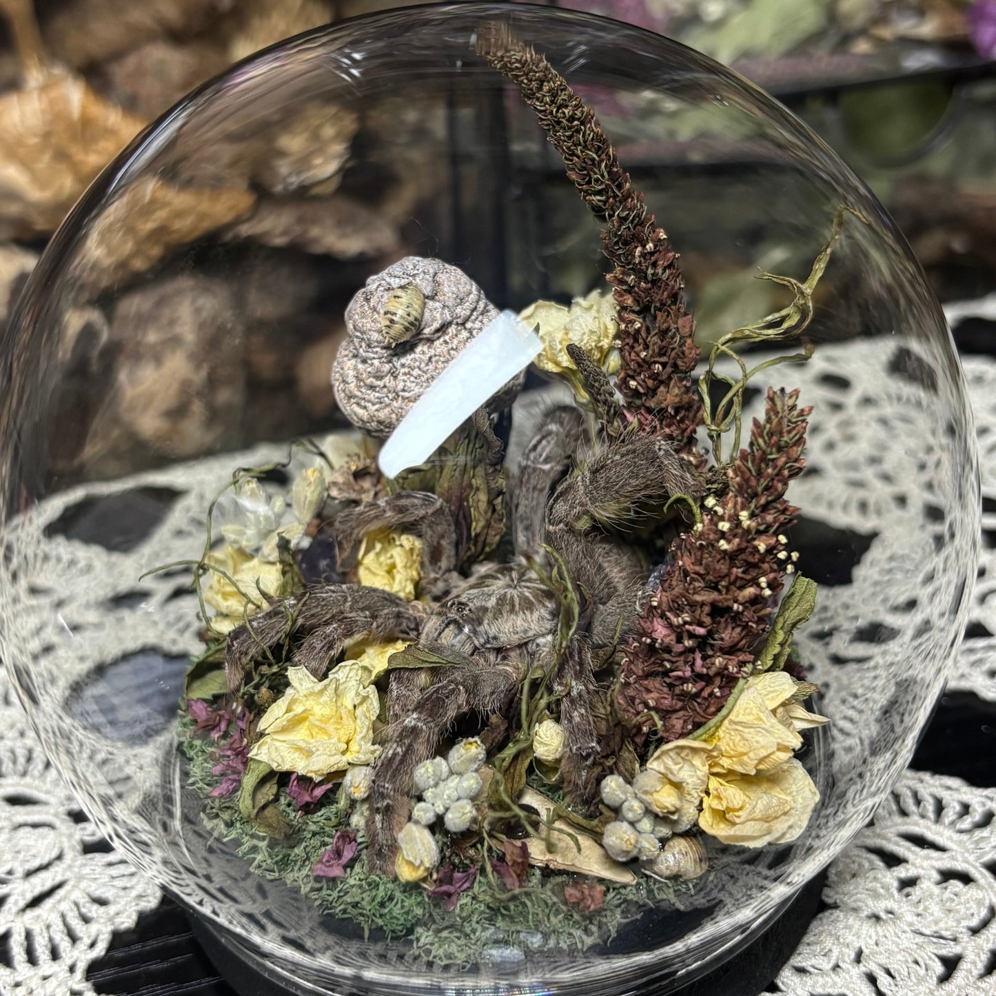baboon tarantula globe shrine