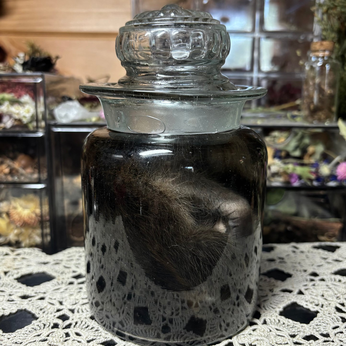 fuzzy baby raccoon wet specimen