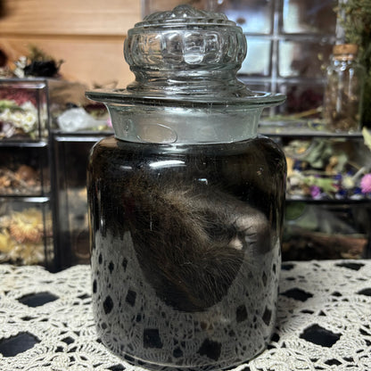 fuzzy baby raccoon wet specimen