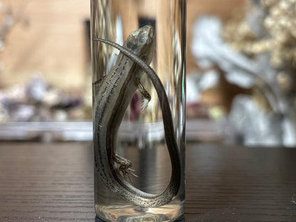 little brown skink wet specimen