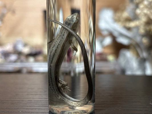 little brown skink wet specimen