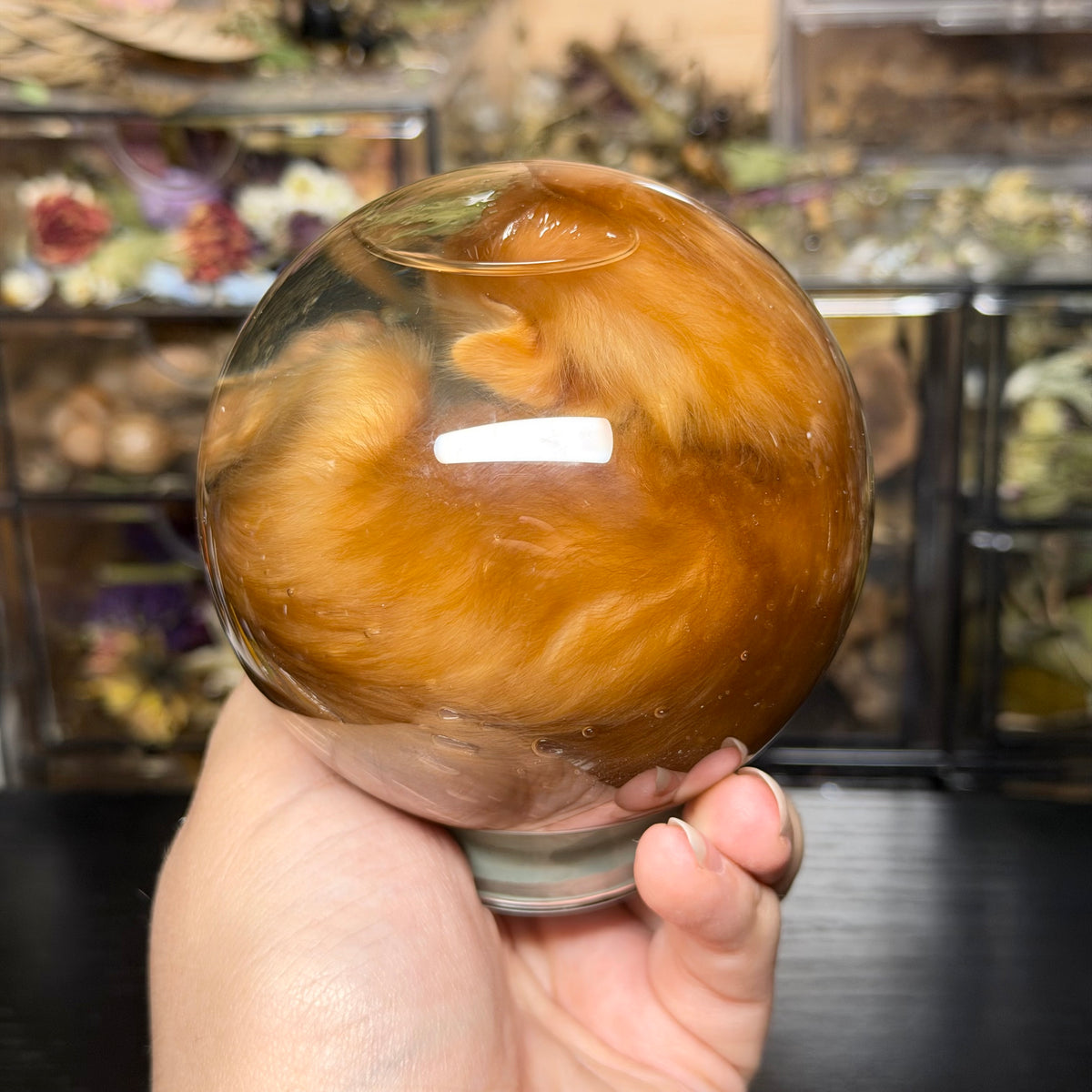 orange tabby kitten globe wet specimen