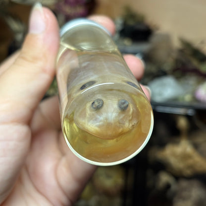 pacman frog wet specimen