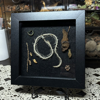 small snake skeleton & natural findings frame