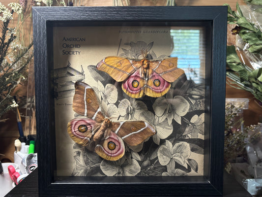 bullseye moth pair frame