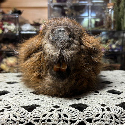 mummified adolescent beaver head