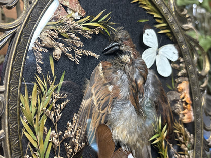 sparrow pelt & butterflies ornate frame